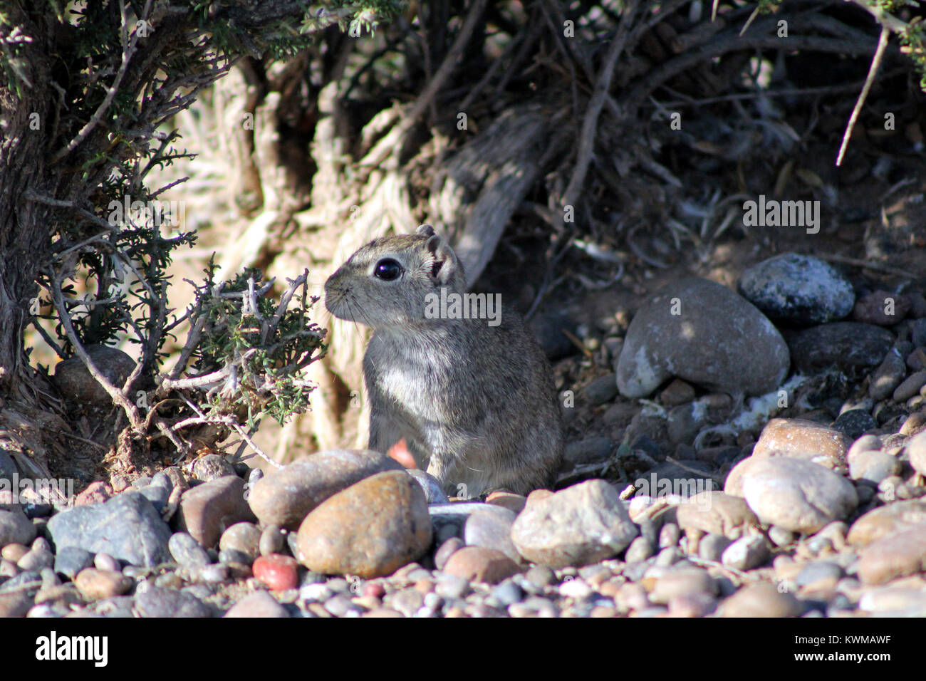 Patagonia fauna hi-res stock photography and images - Alamy