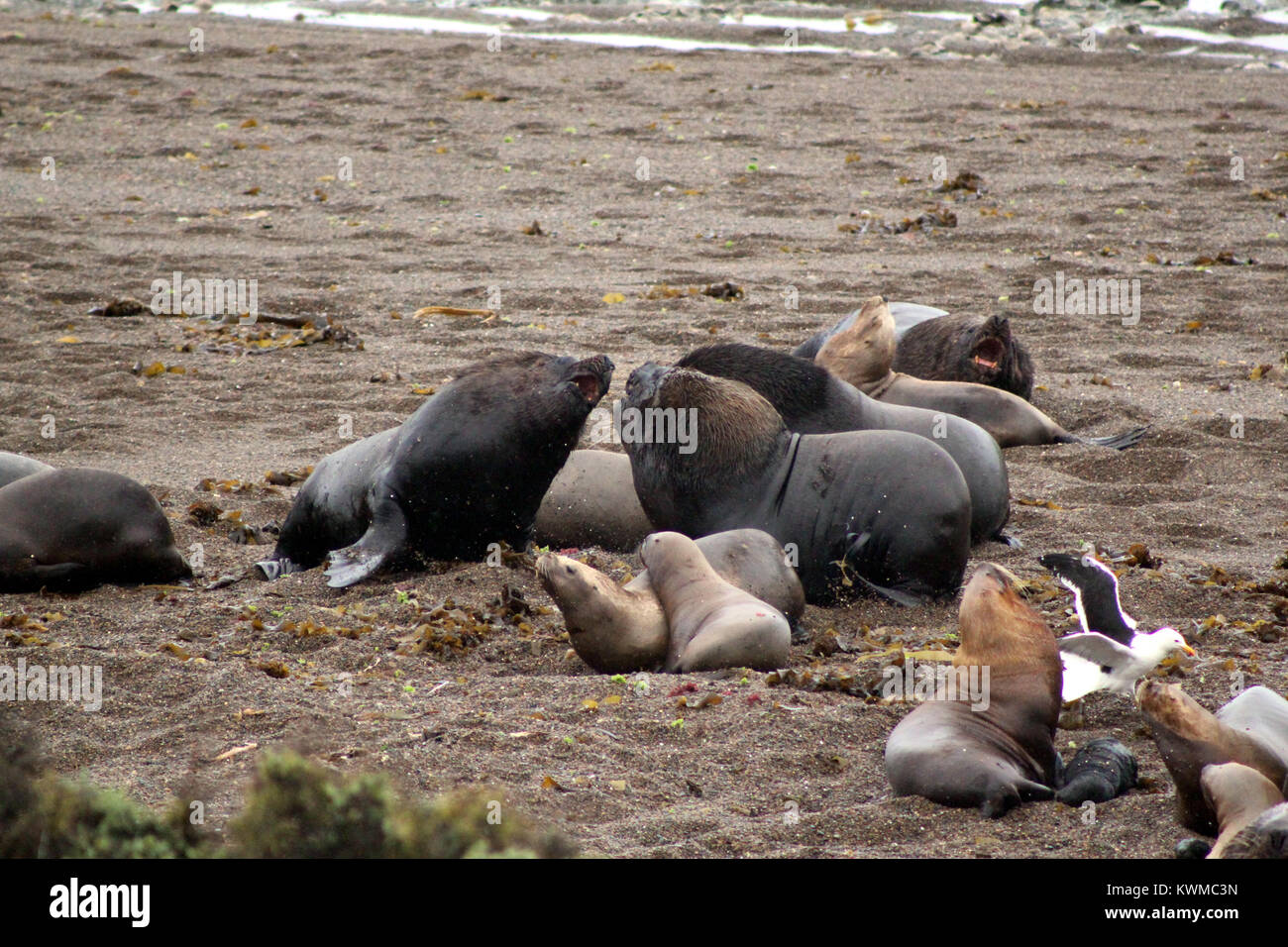Sea Lion Patagonia Peninsula Valdez Stock Photo