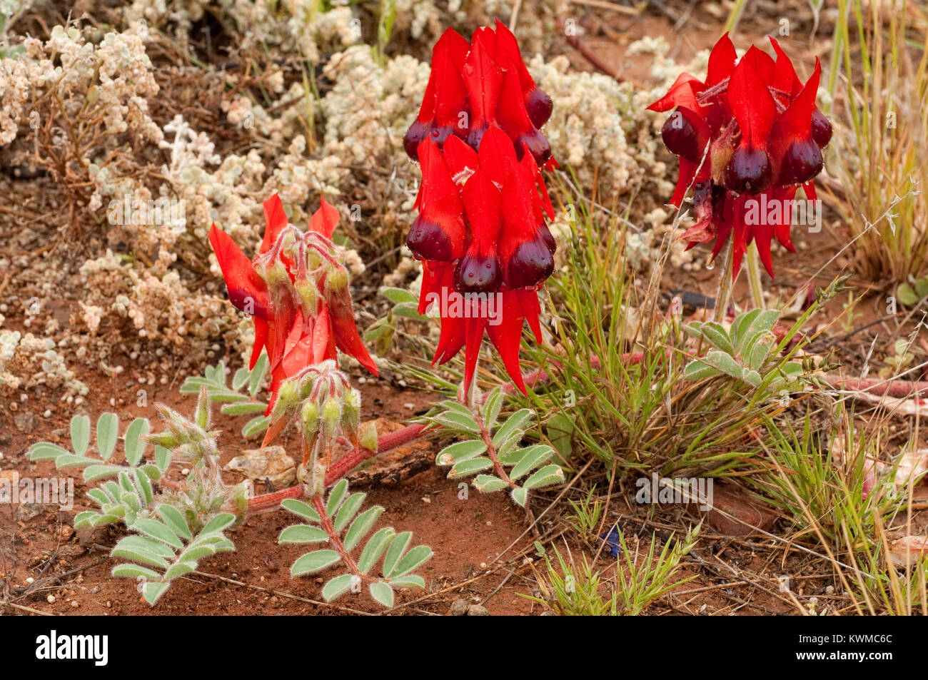 Australian native pea flower hi-res stock photography and images - Alamy