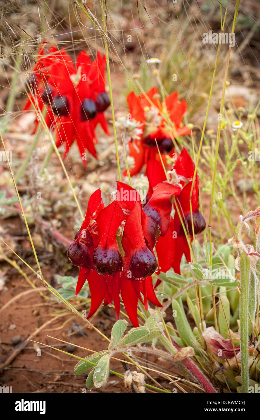 Sturt's Desert Pea flowers, a native of all mainland Australian states with the exception of Victoria. Stock Photo