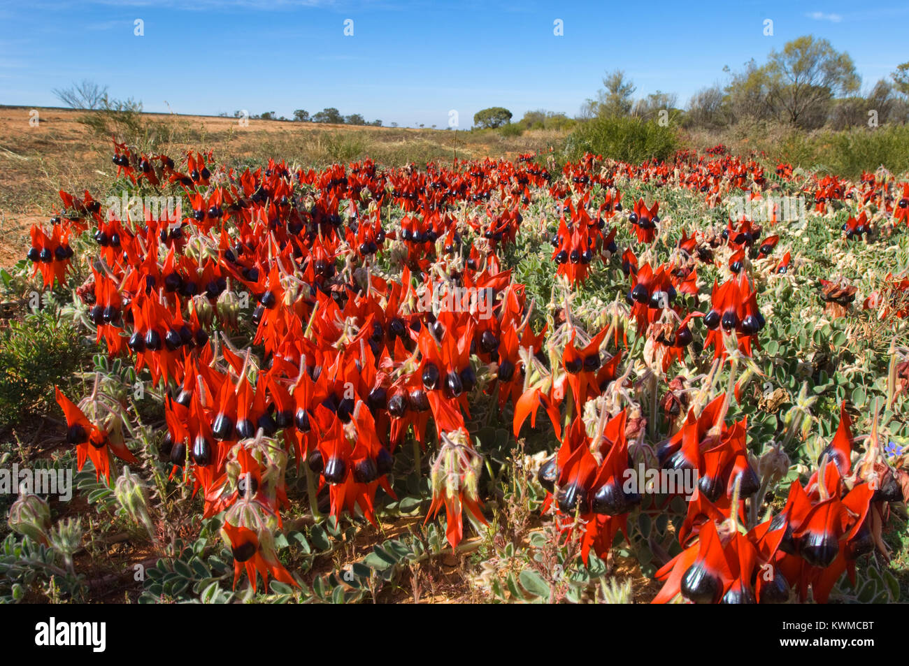 Swainsona formosa or more commonly known as Sturts Desert Pea grows in semi-arid regions of  Australia. Stock Photo