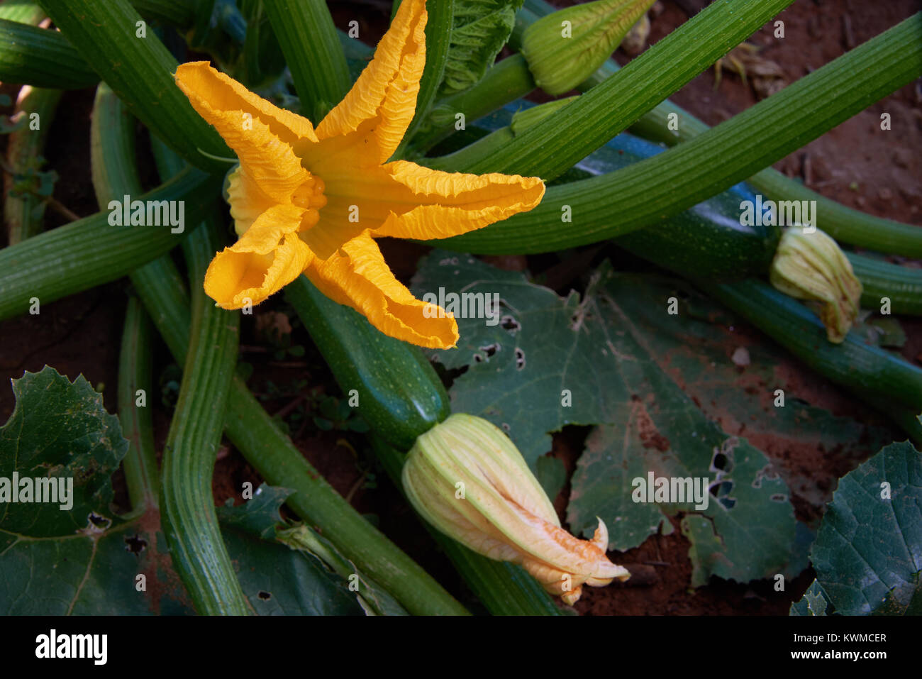A female flower on Zucchini bush or Courgette plant Stock Photo Alamy