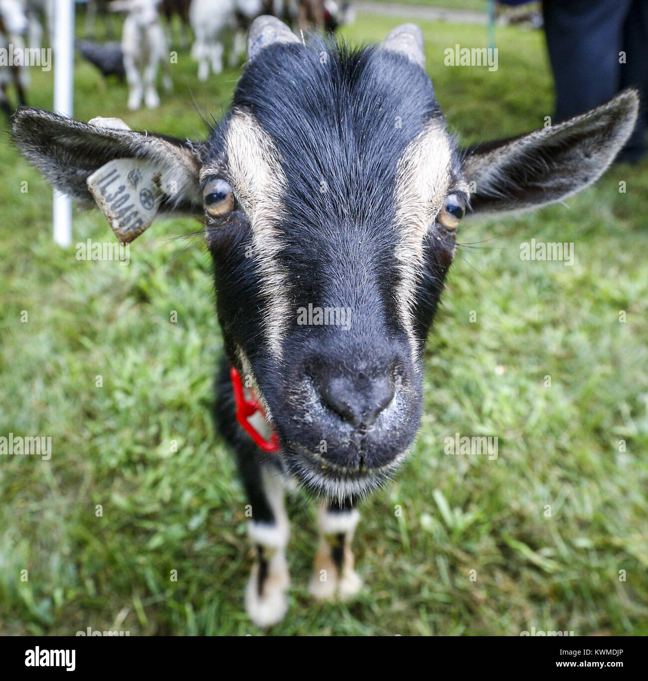 Davenport, Iowa, USA. 20th Aug, 2016. A goat in the petting zoo noses
