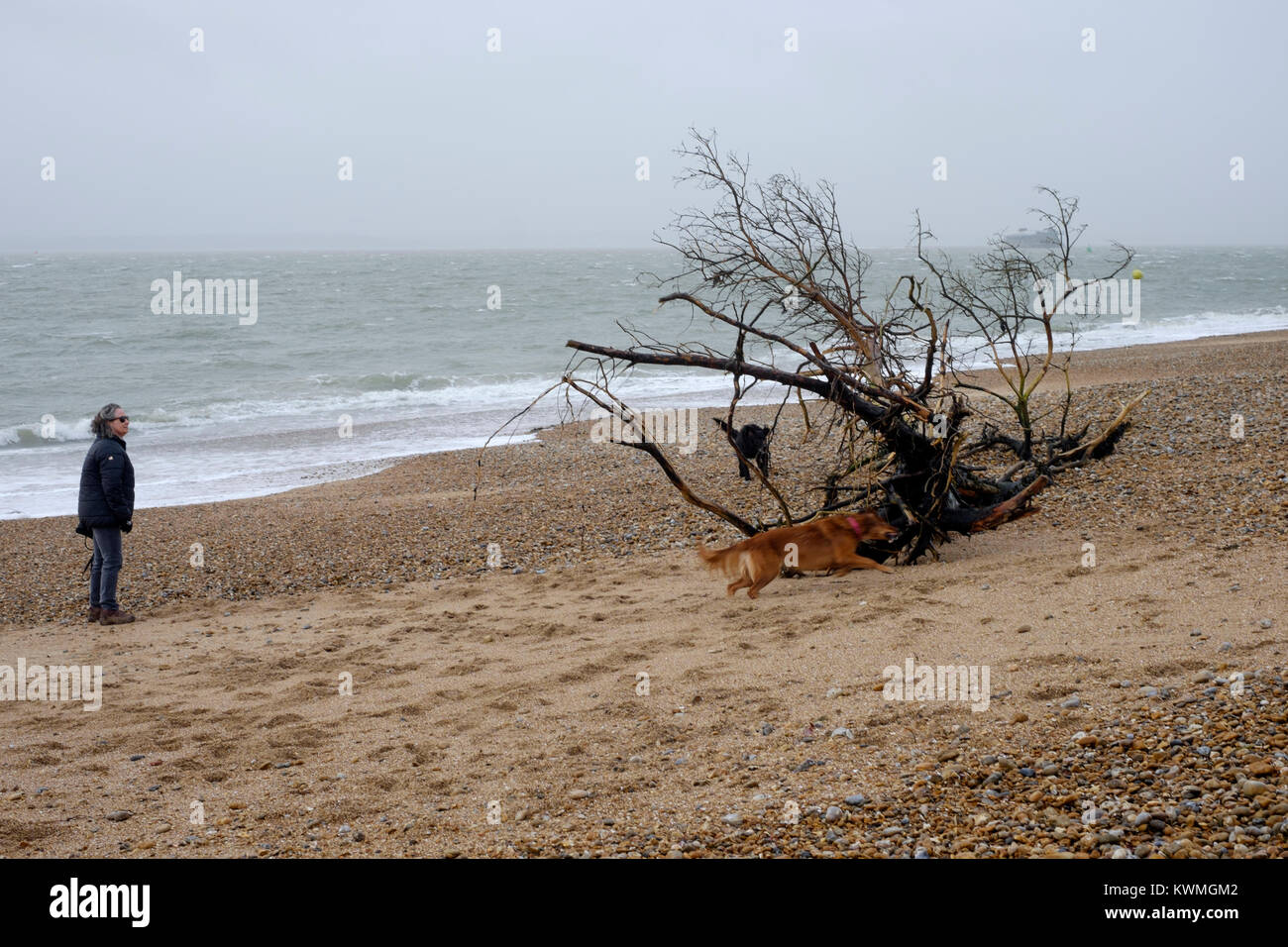 a large tree is amongst the debris washed up onto the beach during storm eleanor as seen here near south parade pier southsea england uk Stock Photo
