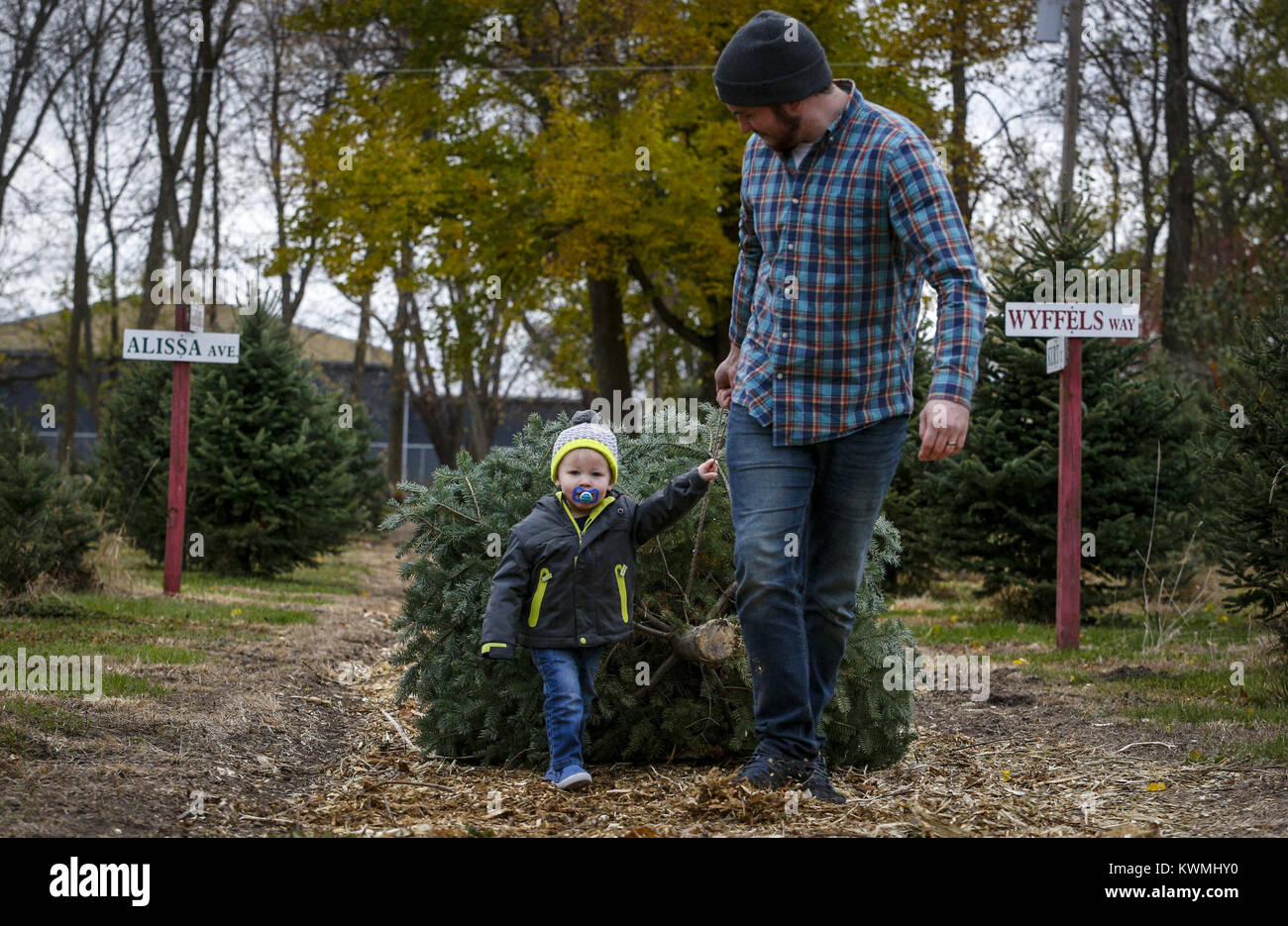 Moline, Iowa, USA. 18th Nov, 2016. Bobby Verbeke of Moline drags the family Christmas tree toward the car with help from son, Lucas, 1, at the Wyffel Christmas Tree Farm just outside Moline on Friday, November 18, 2016. Rick and Kathy Wyffels are ready for their 19th year of business selling Christmas trees, handmade wreaths and other holiday decorations. Credit: Andy Abeyta/Quad-City Times/ZUMA Wire/Alamy Live News Stock Photo