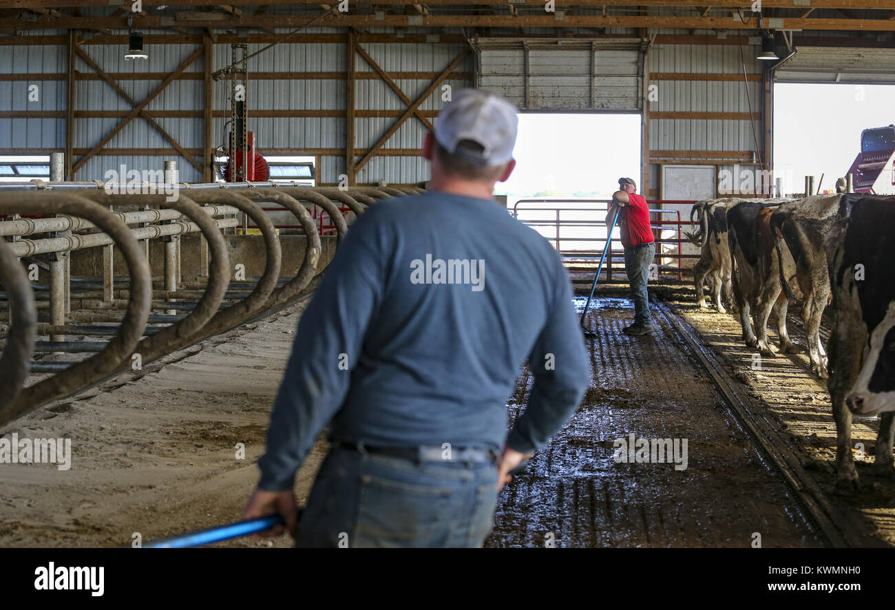 Long Grove, Iowa, USA. 9th Oct, 2017. Farmer Martin Costello leans up for a quick break while scraping stalls with his son, Collin, 17, in the barn in Long Grove on Monday, October 9, 2017. Costello is the President of the North Scott FFA chapter and spends much of his time helping his father along with his mother and sister on the family dairy farm. Credit: Andy Abeyta, Quad-City Times/Quad-City Times/ZUMA Wire/Alamy Live News Stock Photo