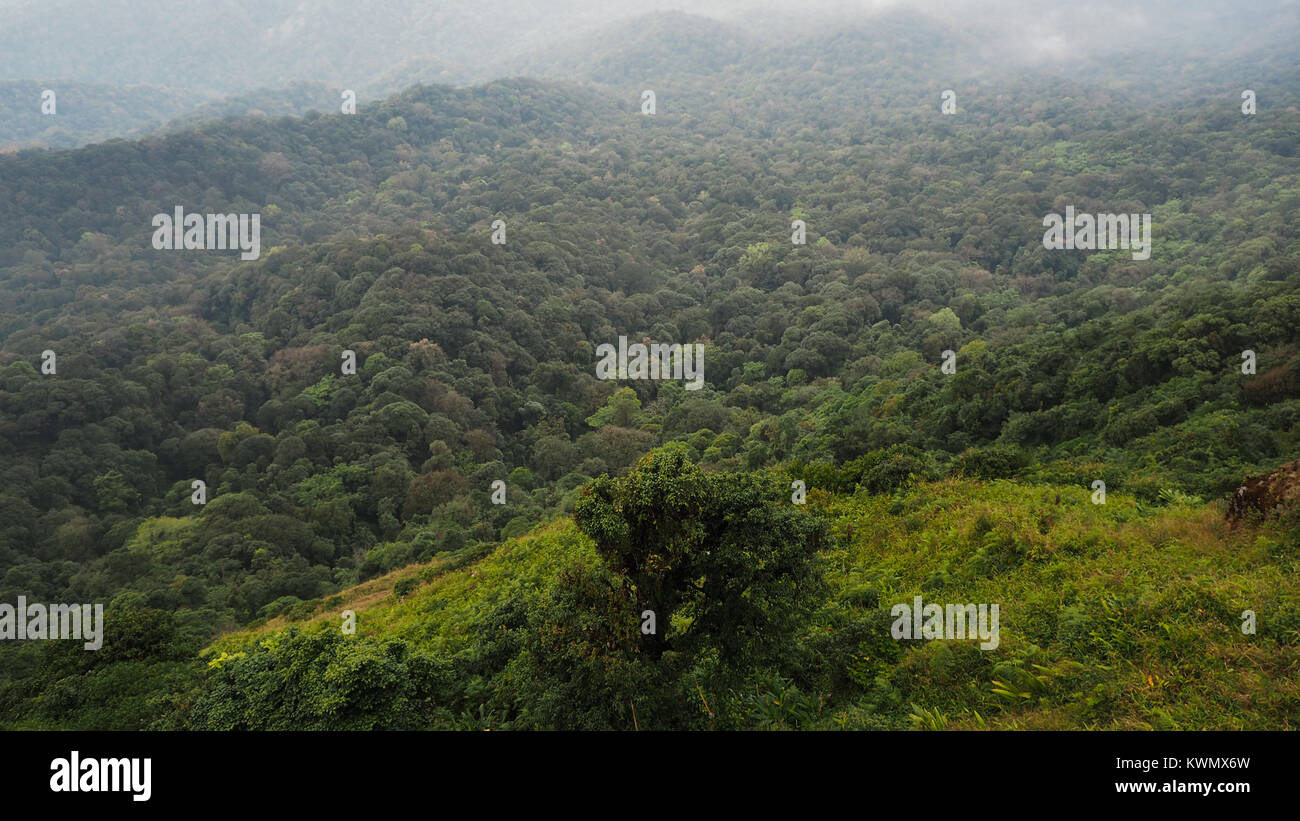 Aerial view of the forest Stock Photo - Alamy