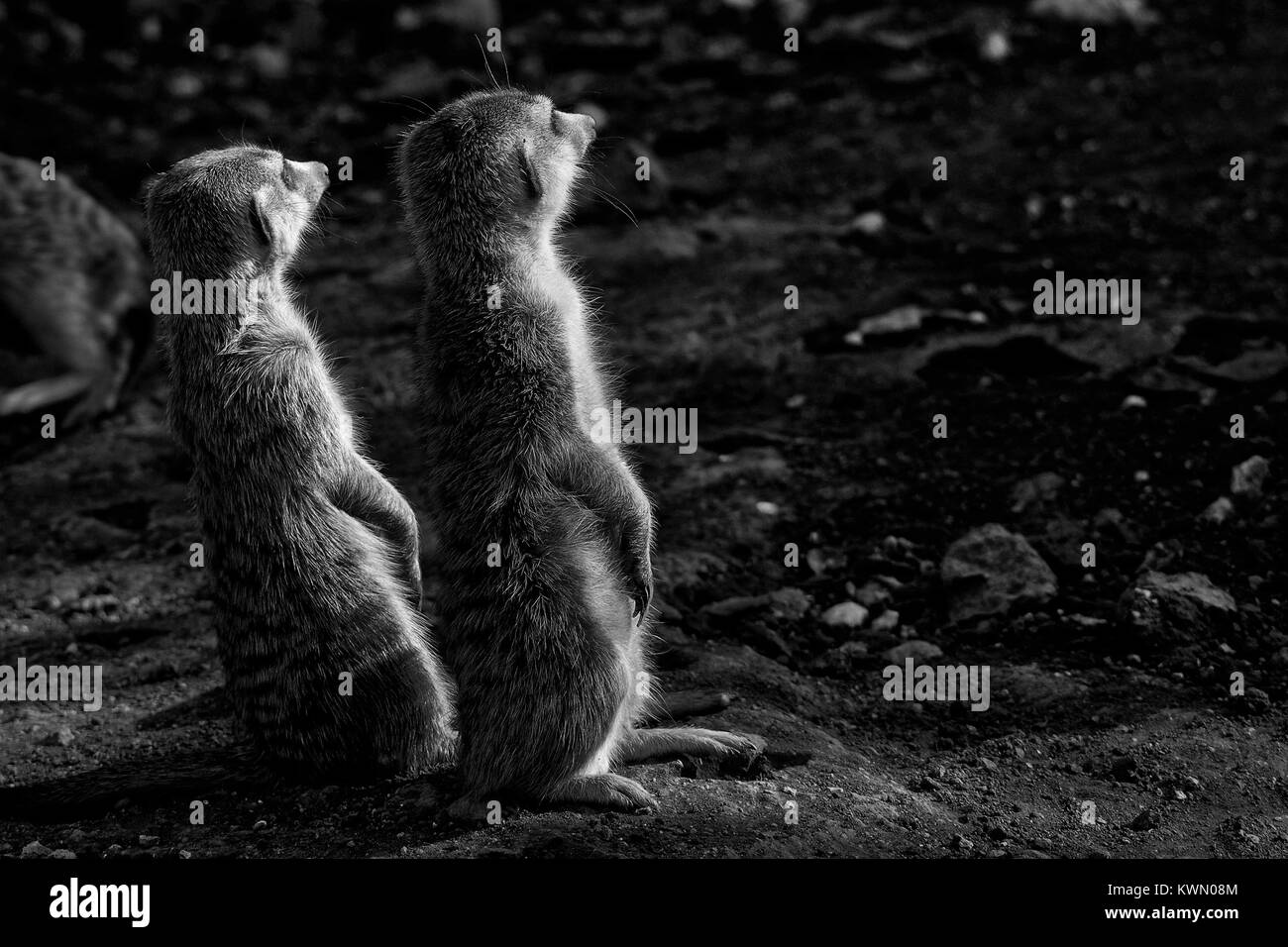 The meerkat or suricate, Suricata suricatta, is a small mammal belonging to the mongoose family. Monochrome Stock Photo