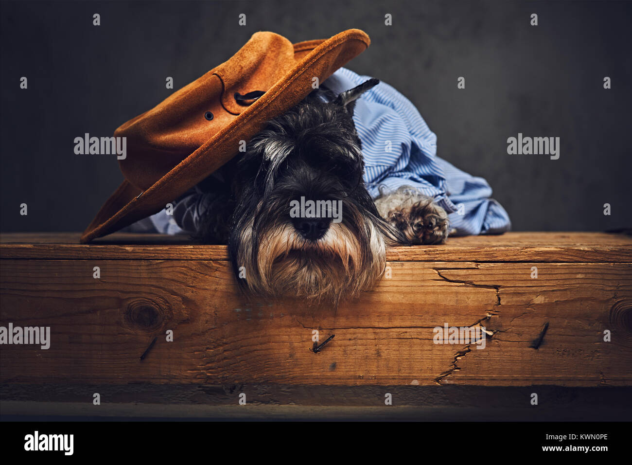 A dog dressed in a blue shirt and yellow hat Stock Photo - Alamy