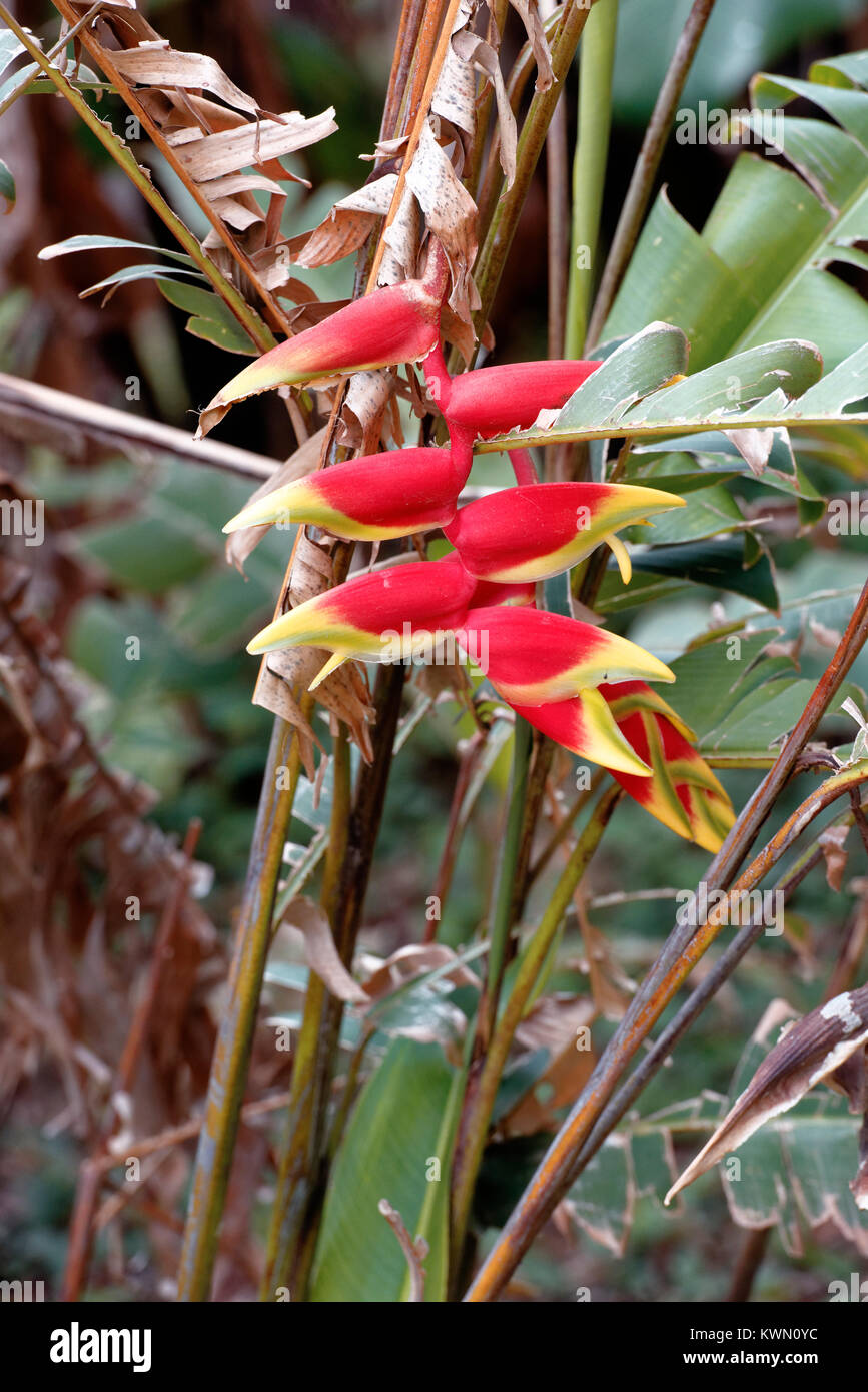 The False Bird of Paradise plant, aka lobster claw in Costa Rica Stock Photo