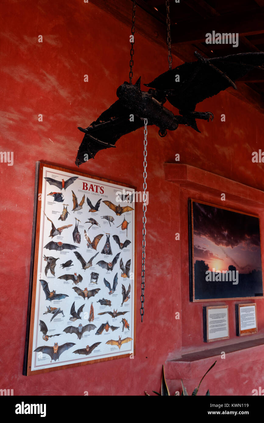 Bat museum and Café Cabure, Monteverde, Costa Rica Stock Photo Alamy