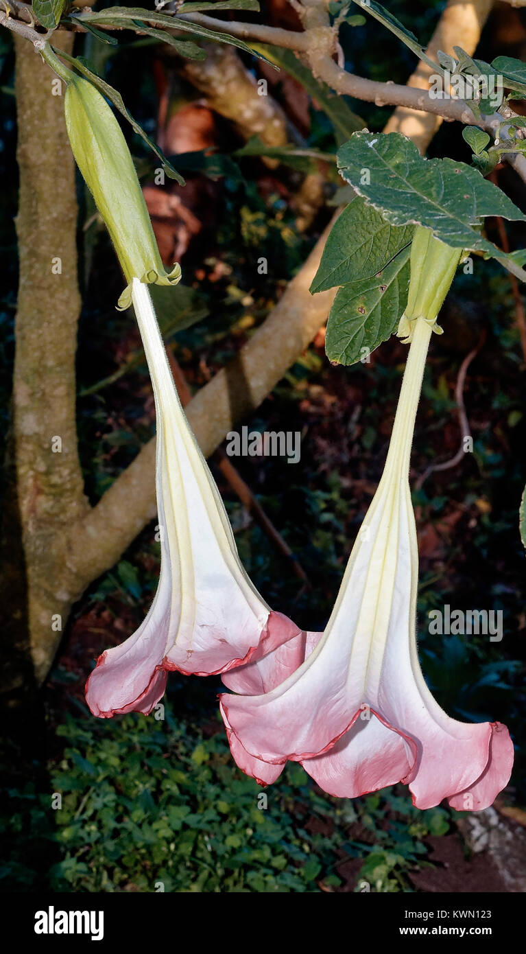 White hanging flower, Angel's Trumpet, in Costa Rica Stock Photo Alamy