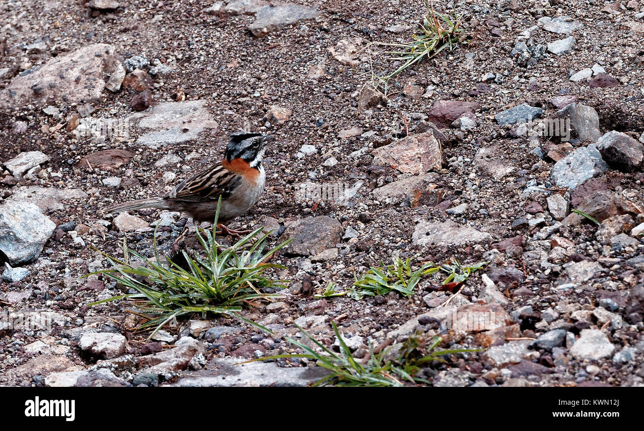 Rufous-Collared Sparrow at ground level, Monteverde, Costa Rica Stock Photo