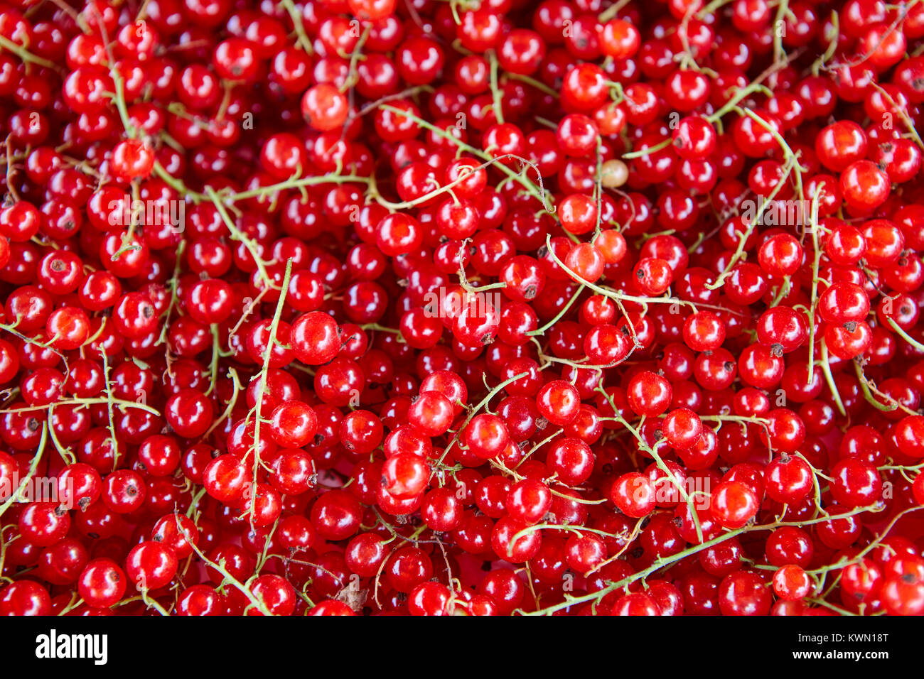 Red berrys fruits detail. Healthy food background. Finland Stock Photo ...
