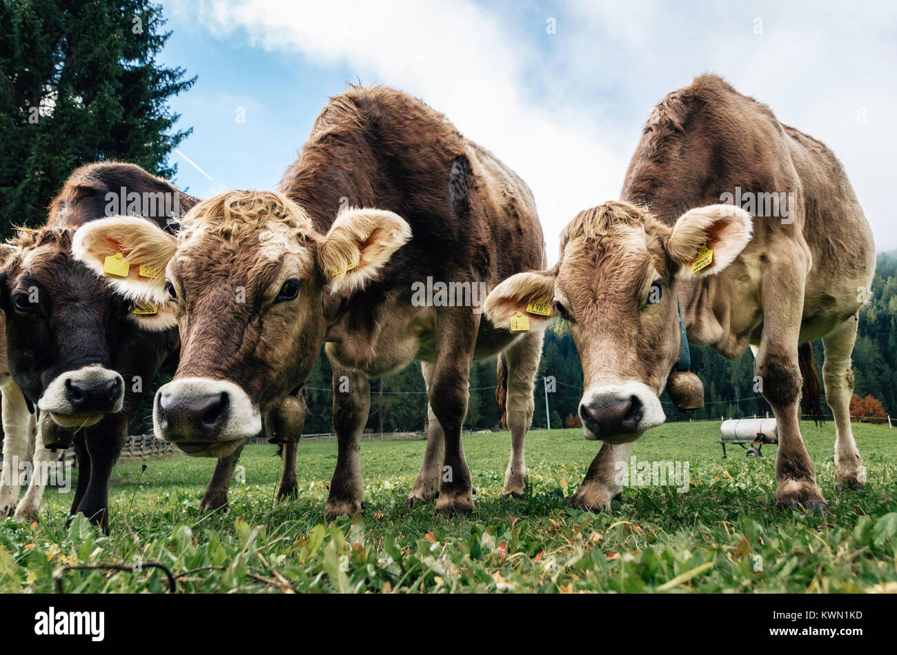 Farming cow cows close hi-res stock photography and images - Alamy