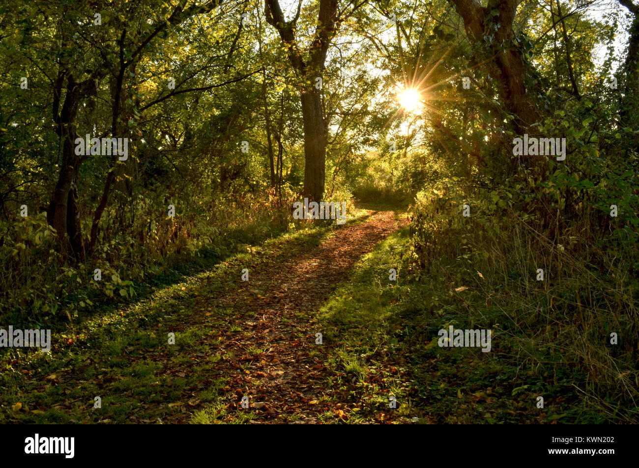 Forest Path with Sun Rays Stock Photo - Alamy