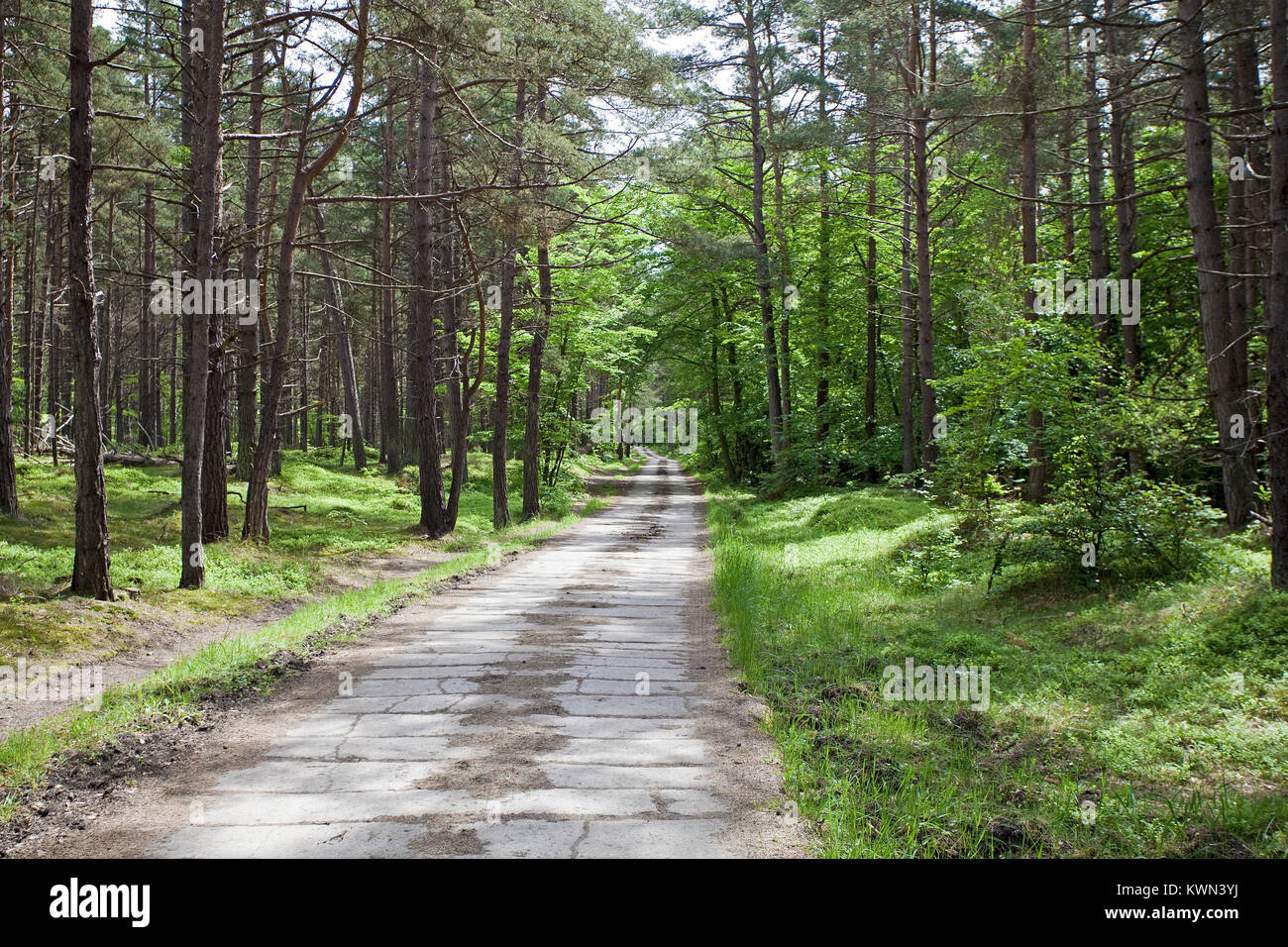 Forest trail at 'Darsser Wald', Prerow, Fishland, Mecklenburg-Western Pomerania, Baltic sea, Germany, Europe Stock Photo