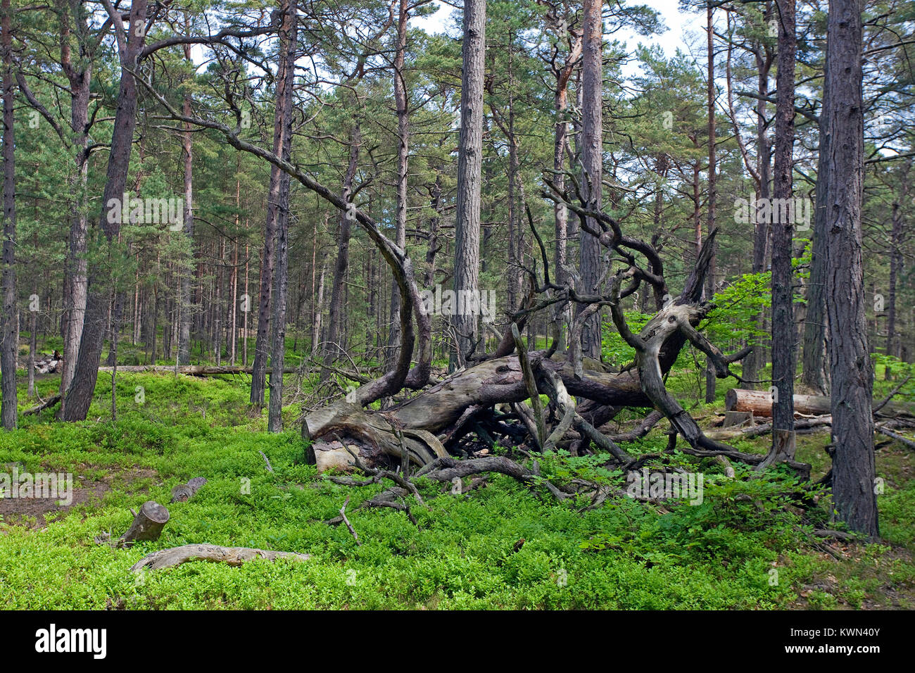'Darsser Wald' forest at Darss, national park, Prerow, Fishland, Mecklenburg-Western Pomerania, Baltic sea, Germany, Europe Stock Photo