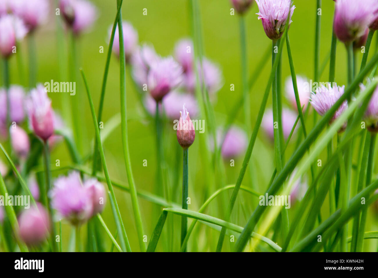 Chives blooming in the spring herb garden Stock Photo