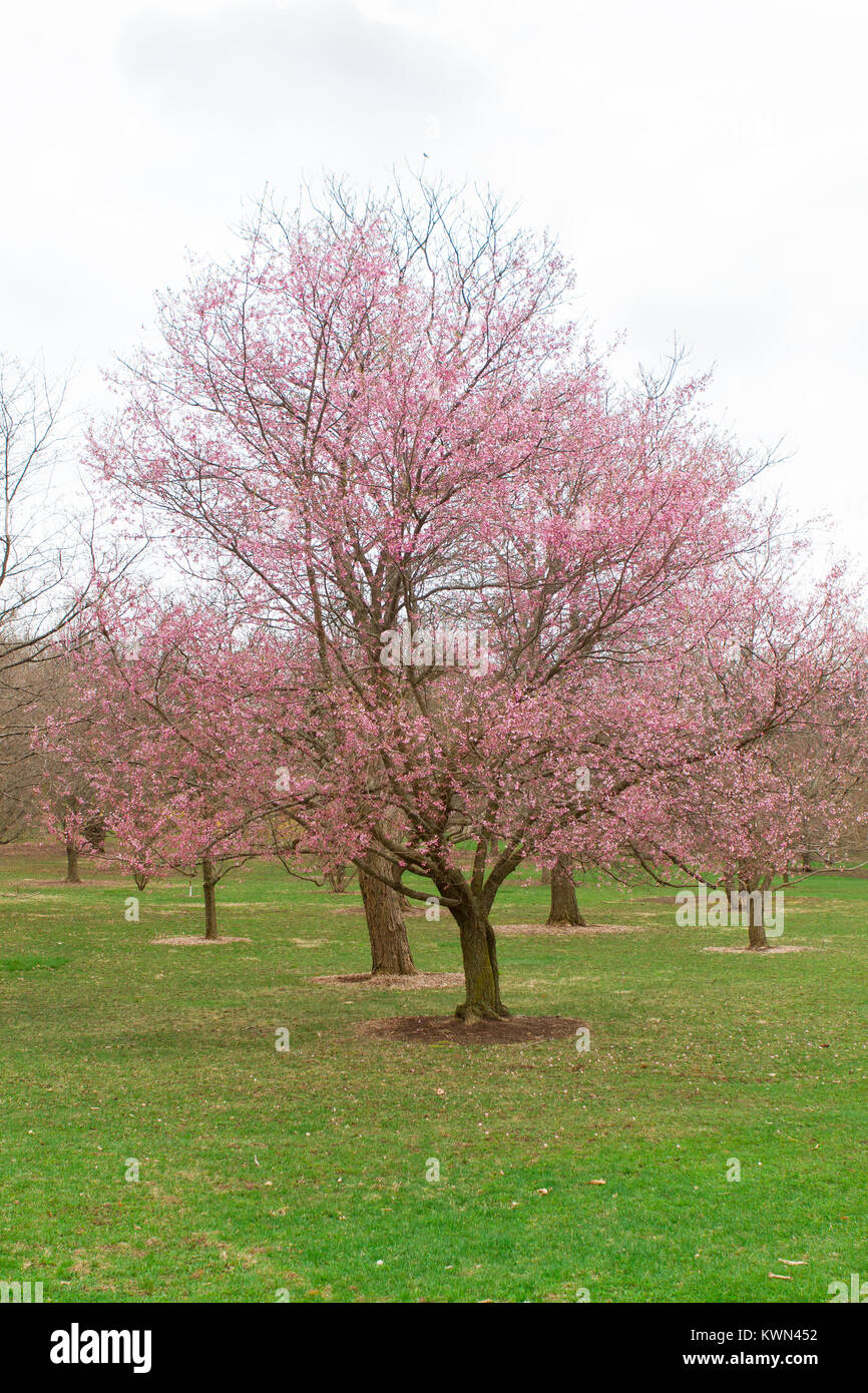Cherry tree blooming in early spring Stock Photo