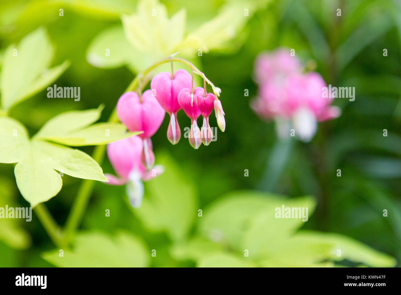 Pink bleeding heart plant blooming in spring Stock Photo