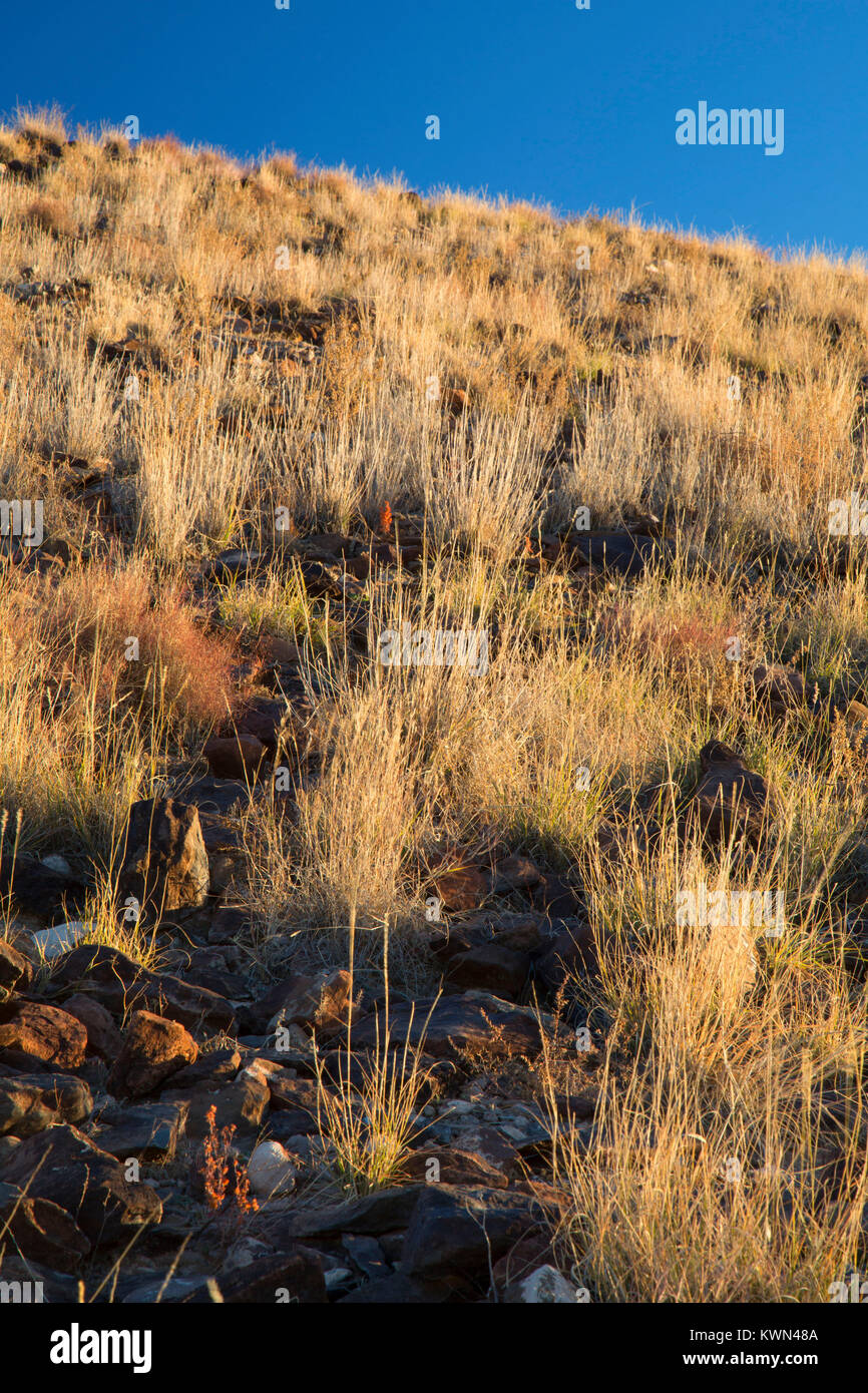 Desert grassland, Tome Hill Park, El Camino Real de Tierra Adentro National Historic Trail, New