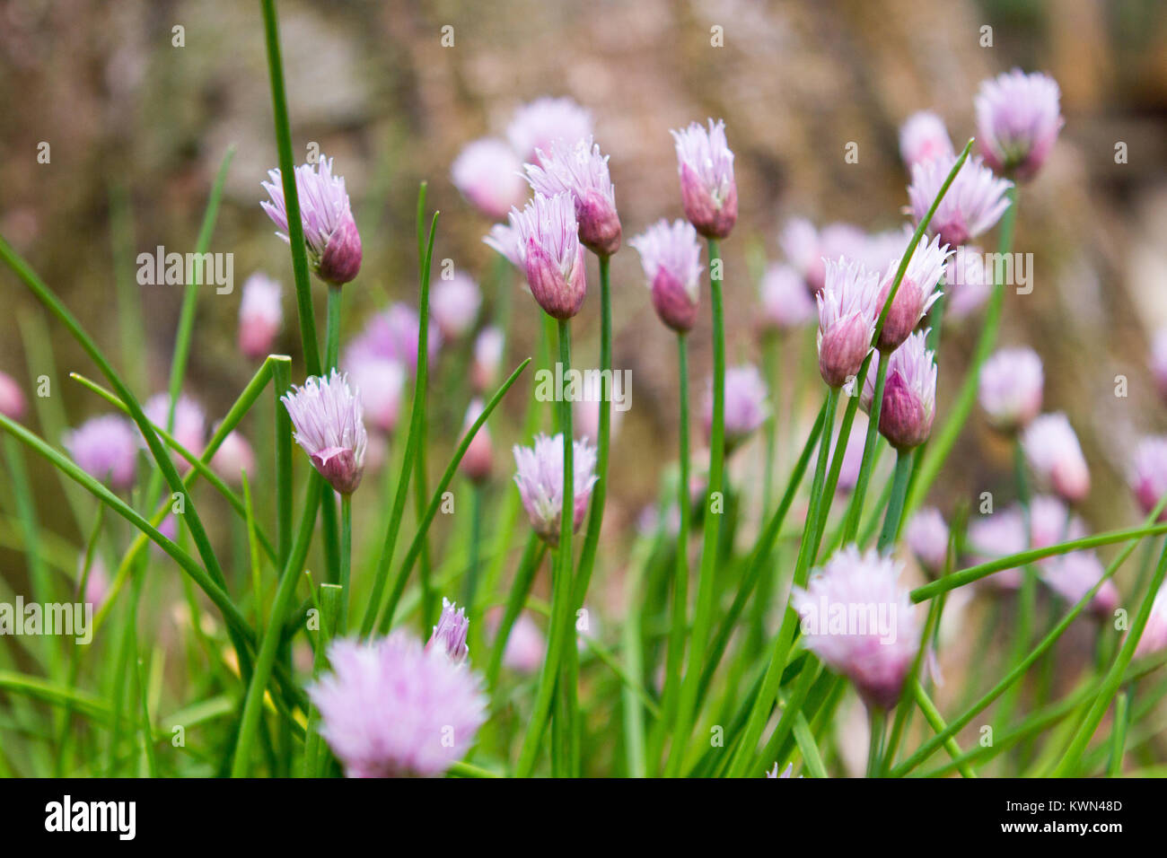 Chives in the spring kitchen garden with flowers. Stock Photo