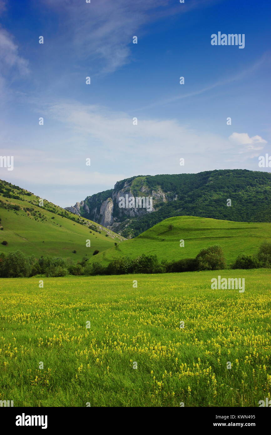 Rocky mountains background in Cheile Turzii Valley, Cluj county, Romania with yellow flowers field foreground Stock Photo