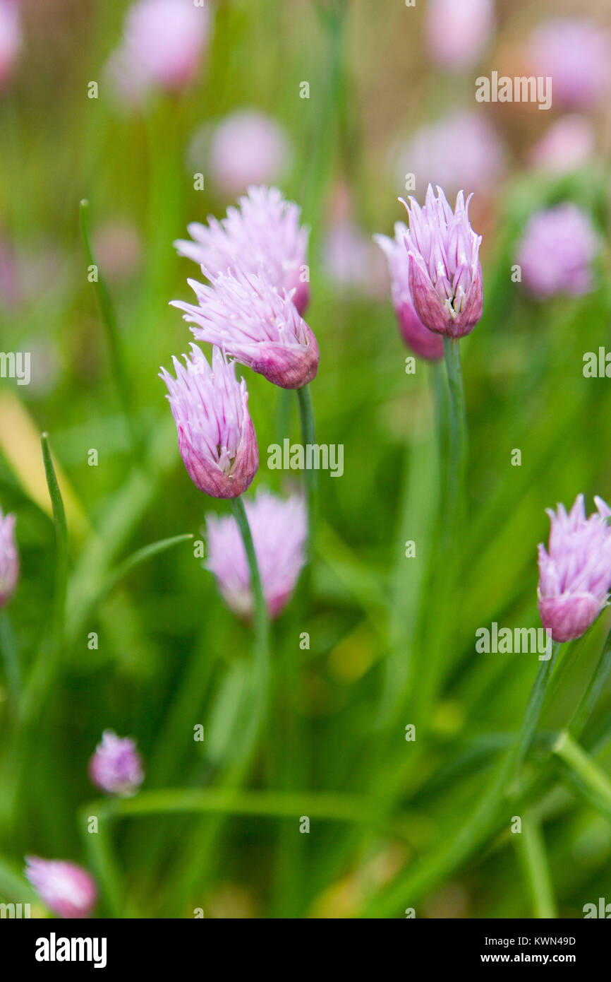 Chives in the spring kitchen garden with flowers. Stock Photo