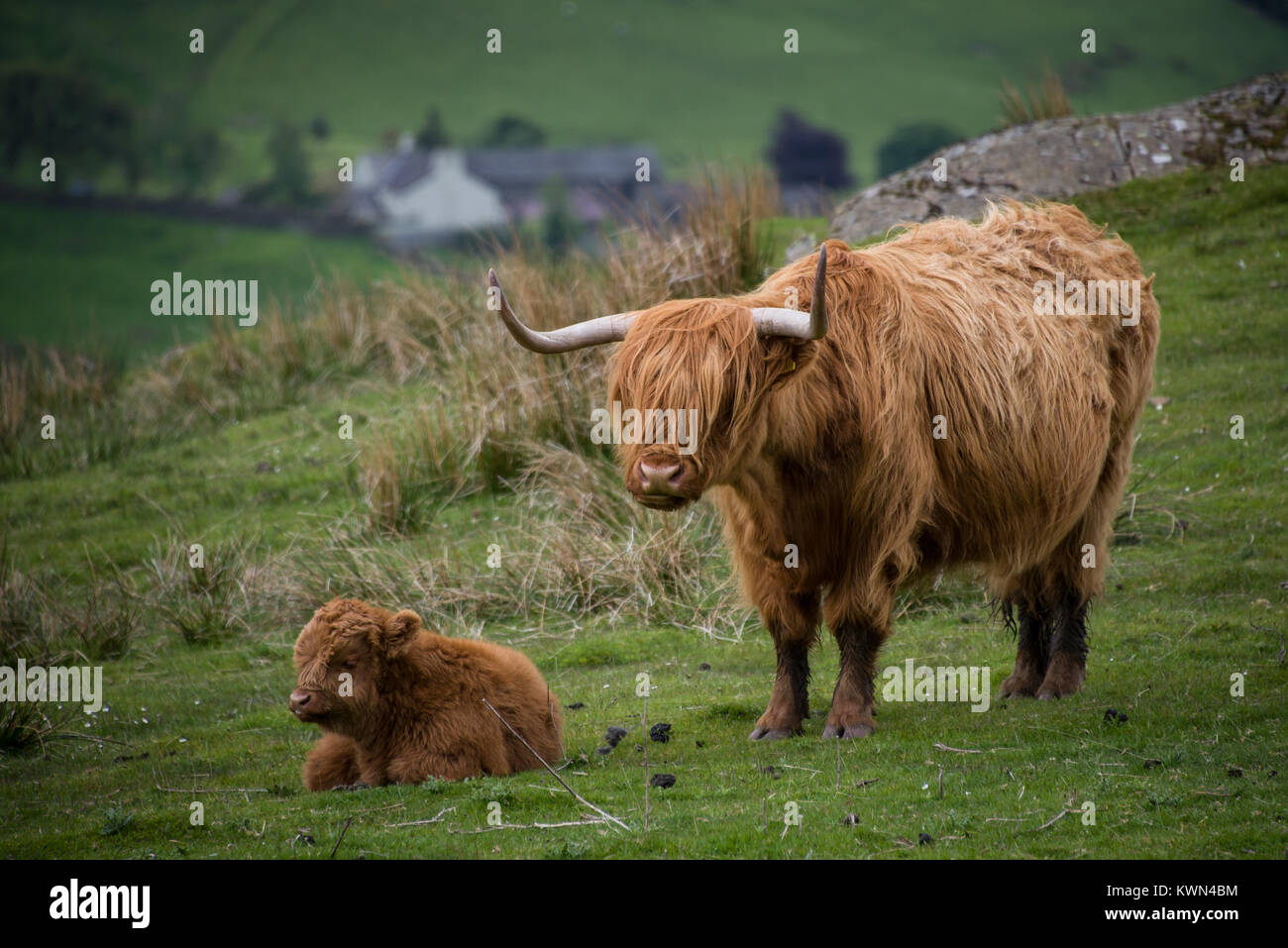 Highland cow calf hi-res stock photography and images - Alamy