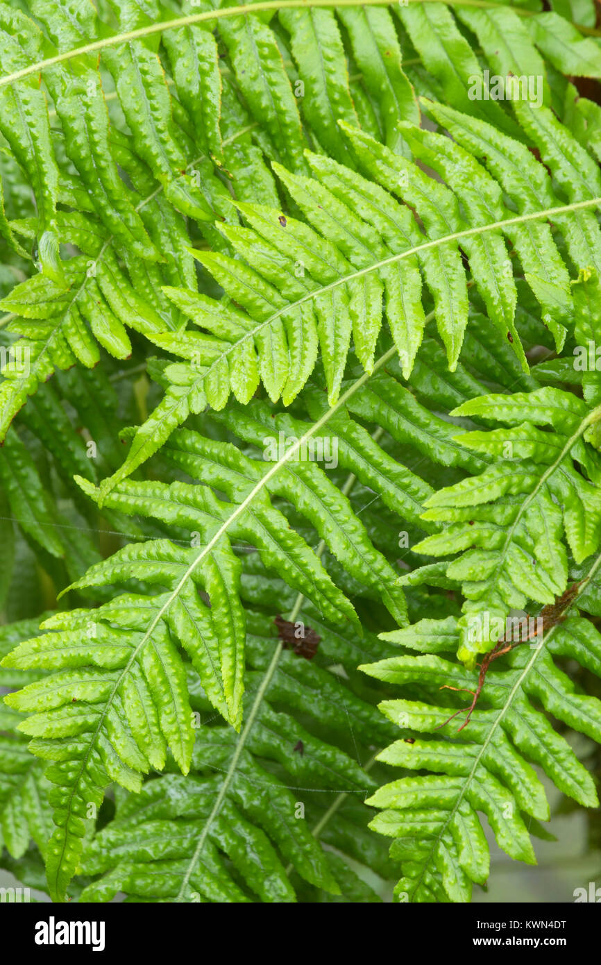 Licorice ferns (Polypodium glycyrrhiza) along Rail Trail Boardwalk