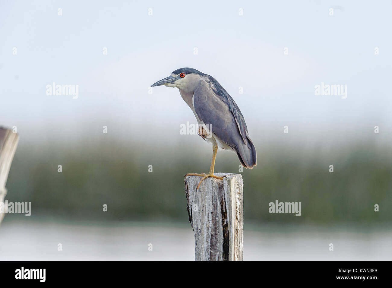Black-crowned night heron (Nycticorax nycticorax) perched on a post in Lake Chapala - Ajijic, Jalisco, Mexico Stock Photo