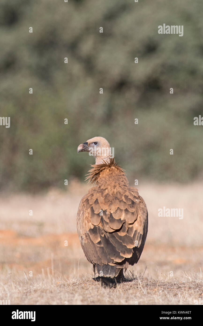 Griffon Vulture Gyps fulvus Extremadura Spain December Stock Photo
