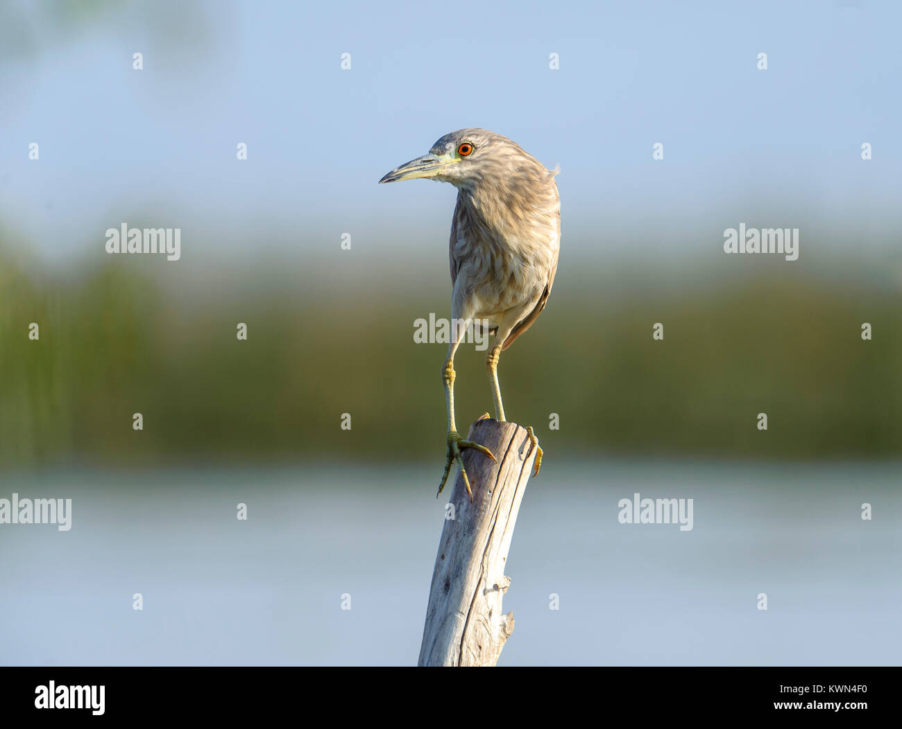 Immature Black Crowned Night Heron High Resolution Stock Photography