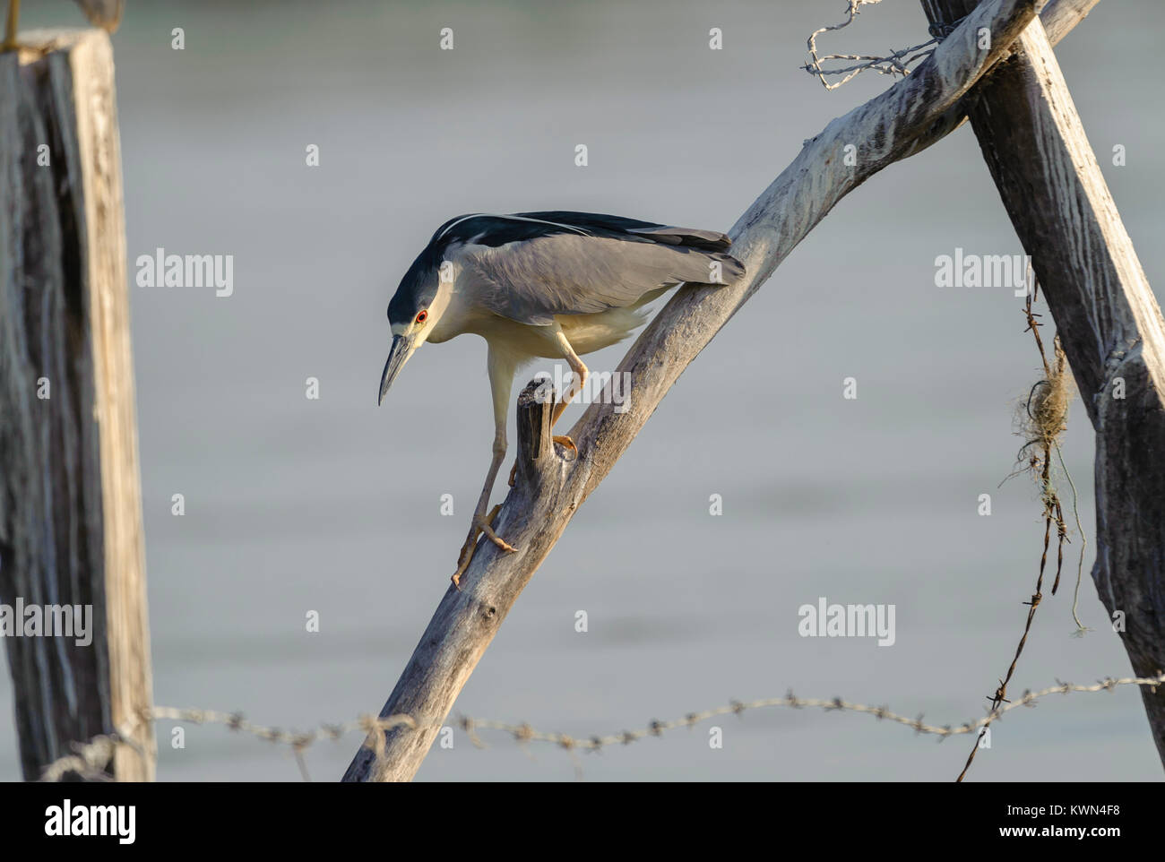 Immature Black-crowned night heron (Nycticorax nycticorax) on a post in Lake Chapala - Ajijic, Jalisco, Mexico Stock Photo