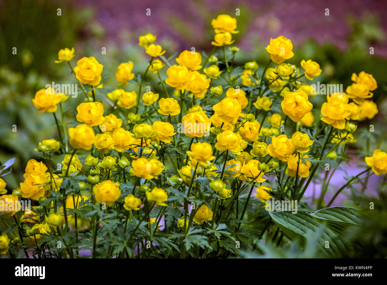 Yellow Globeflower, Trollius europaeus Stock Photo