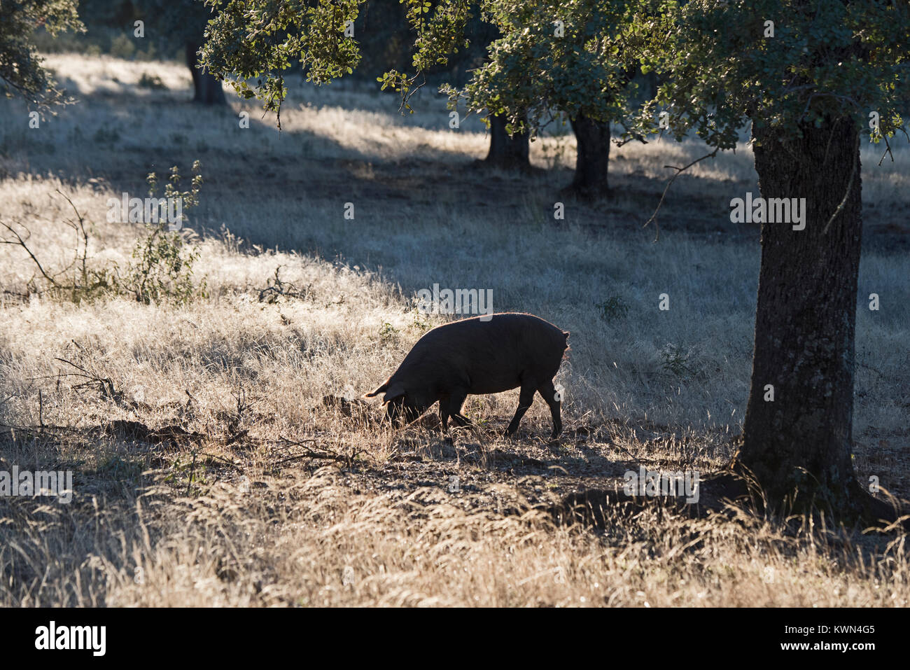 Black Iberian Pigs in Dehesa woodland feeding on acorns San Pedro