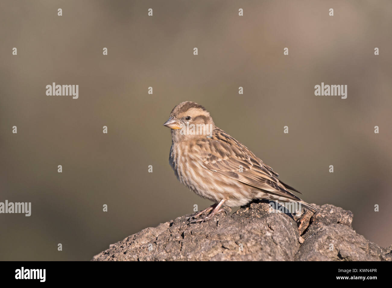 Rock Sparrow Petronia petronia Extremadura Spain December Stock Photo