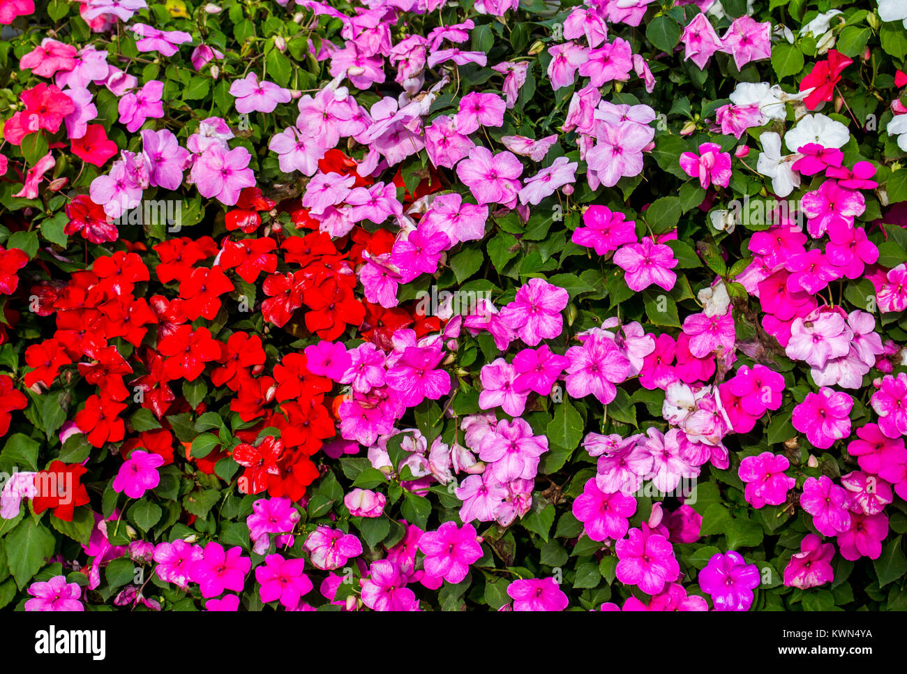 Background and texture of colorful Impatiens (Impatiens walleriana) flowers in the garden. Stock Photo