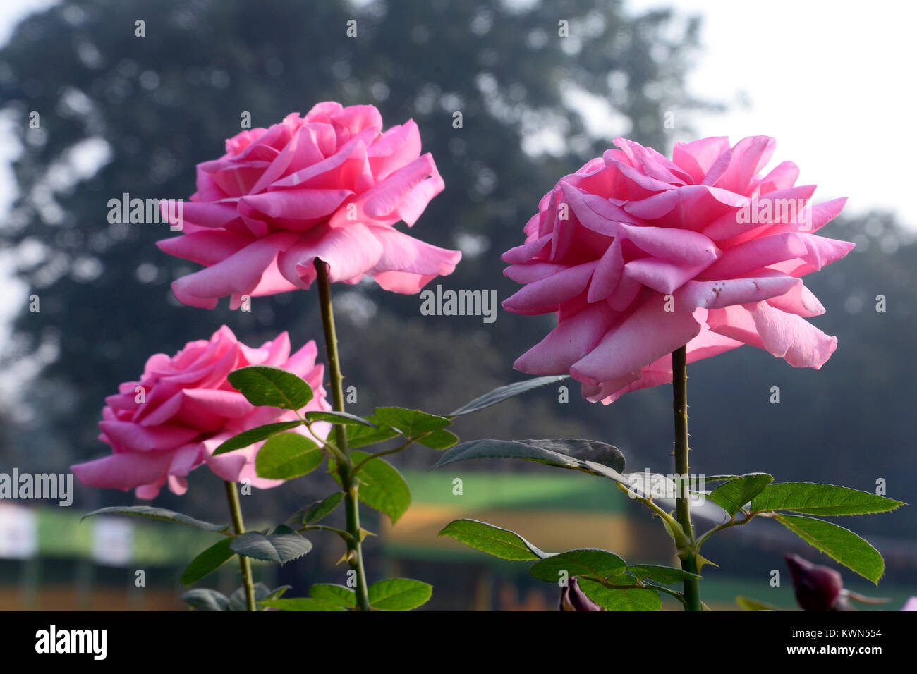 Kolkata, India. 04th Jan, 2018. Rose displayed at Winter Flower Show 2018  in Agri-Horticulture Society of India, Kolkata. Agri-Horticulture Society  of India (AHSI) organized Winter Flower Show 2018 at their garden on