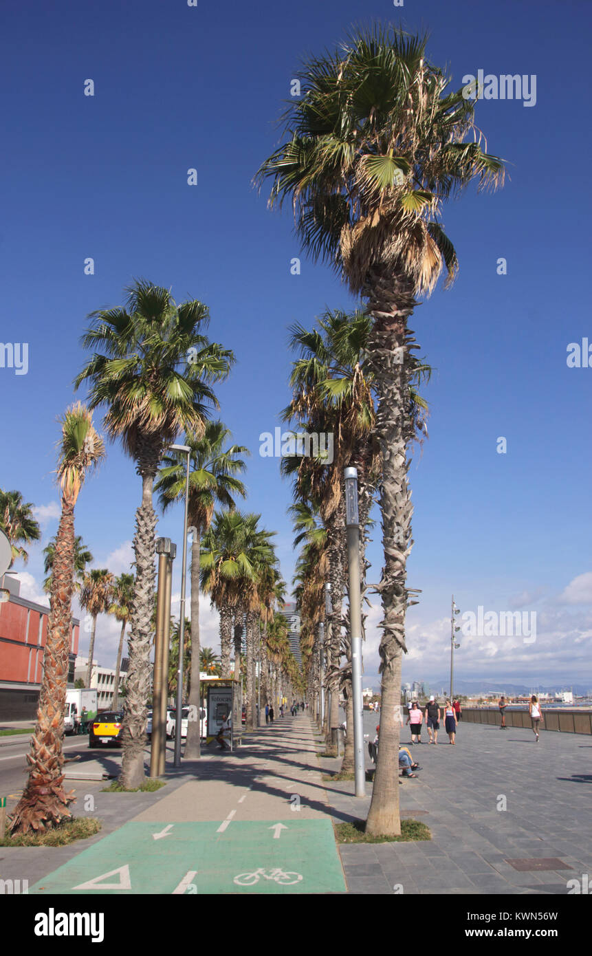 Palm trees along Passeig Maritim by Barcelona beach Autumn 2017 Stock Photo