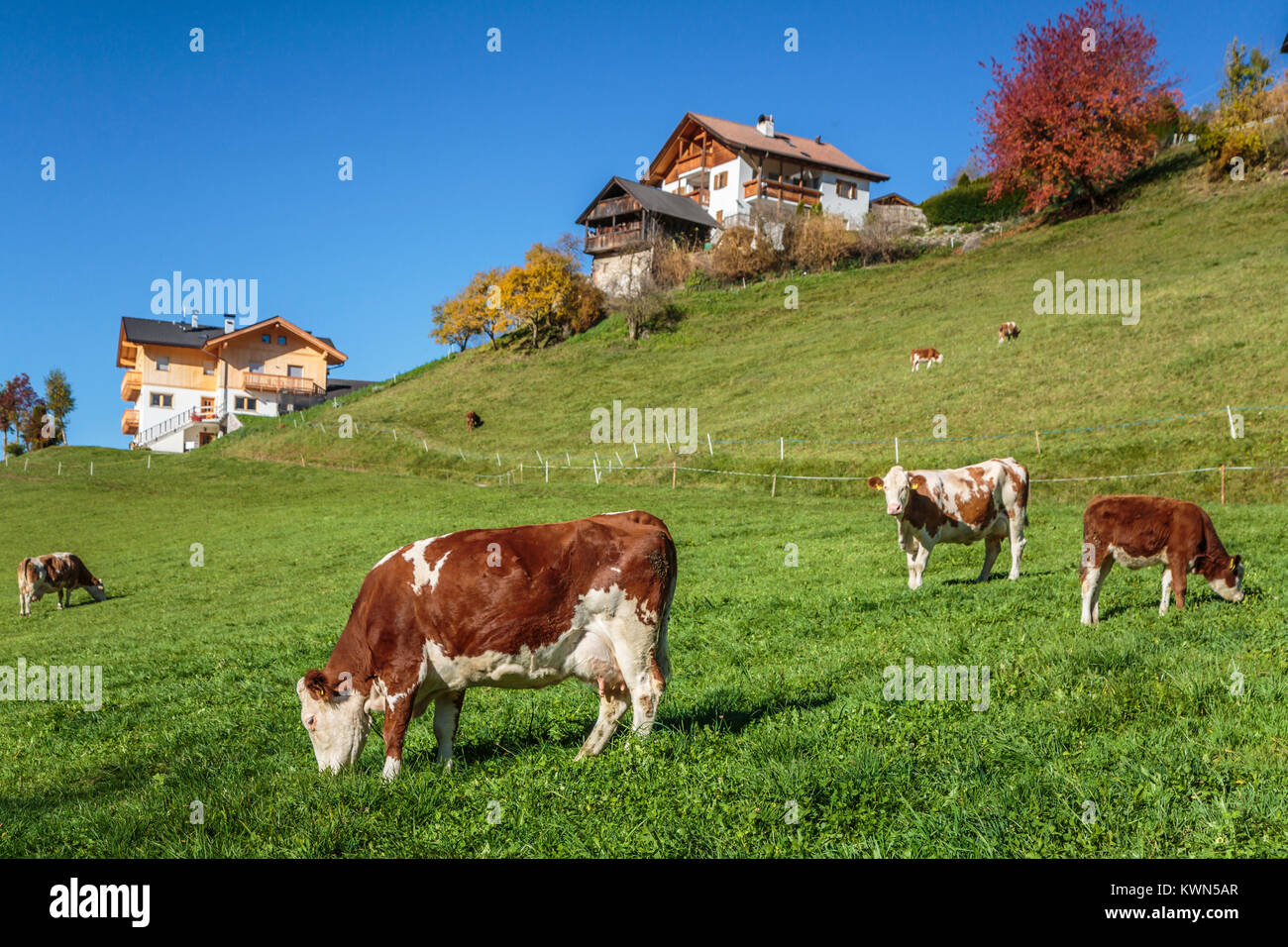 Cattle grazing in the pasture near the village of Santa Maddalena, South Tyrol, Italy, Europe. Stock Photo