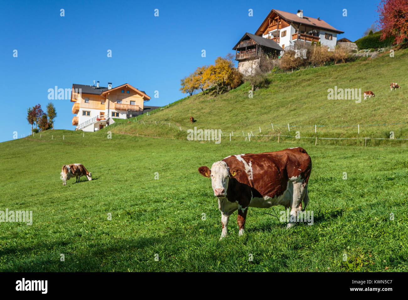 Cattle grazing in the pasture near the village of Santa Maddalena, South Tyrol, Italy, Europe. Stock Photo