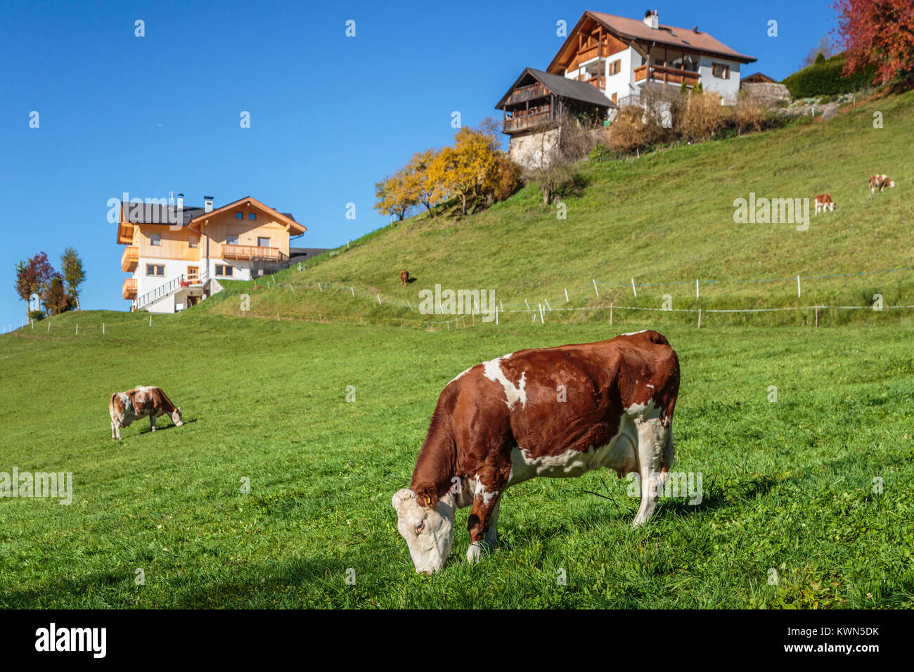 Cattle grazing in the pasture near the village of Santa Maddalena, South Tyrol, Italy, Europe. Stock Photo