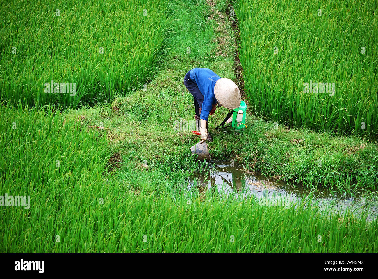 Farmer working in the paddy field near Hanoi. He wears a typical Vietnamese hat. © Antonio Ciufo Stock Photo