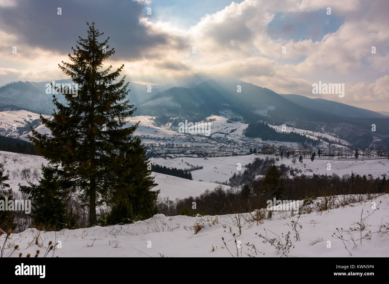 spruce tree on snowy hillside on cloudy winter day. beautiful nature scenery. location outskirts of Volovets town in Carpathian mountains, Ukraine Stock Photo