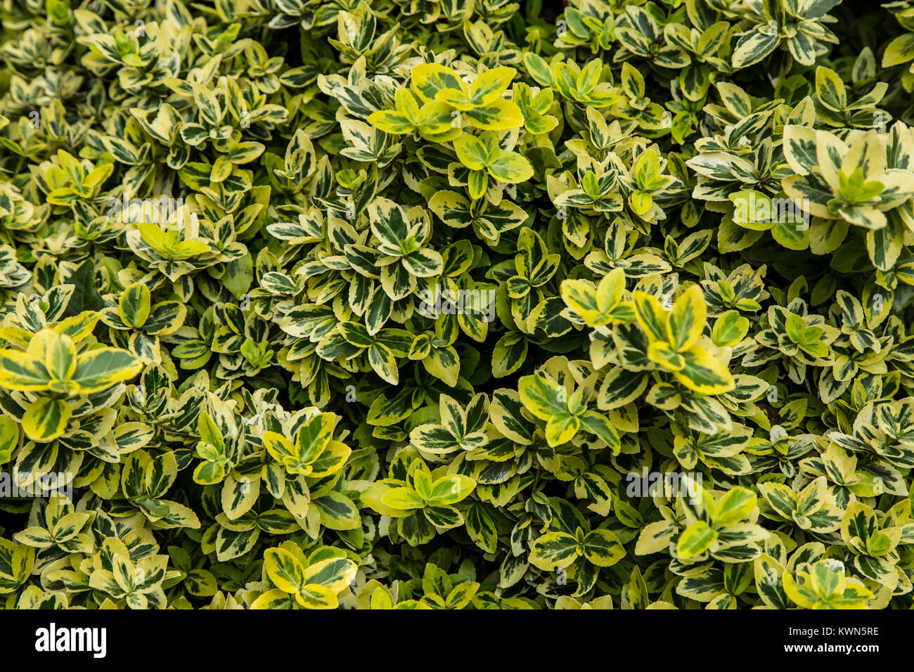 Euonymus Fortunei Emerald 'n' Gold close up. Stock Photo