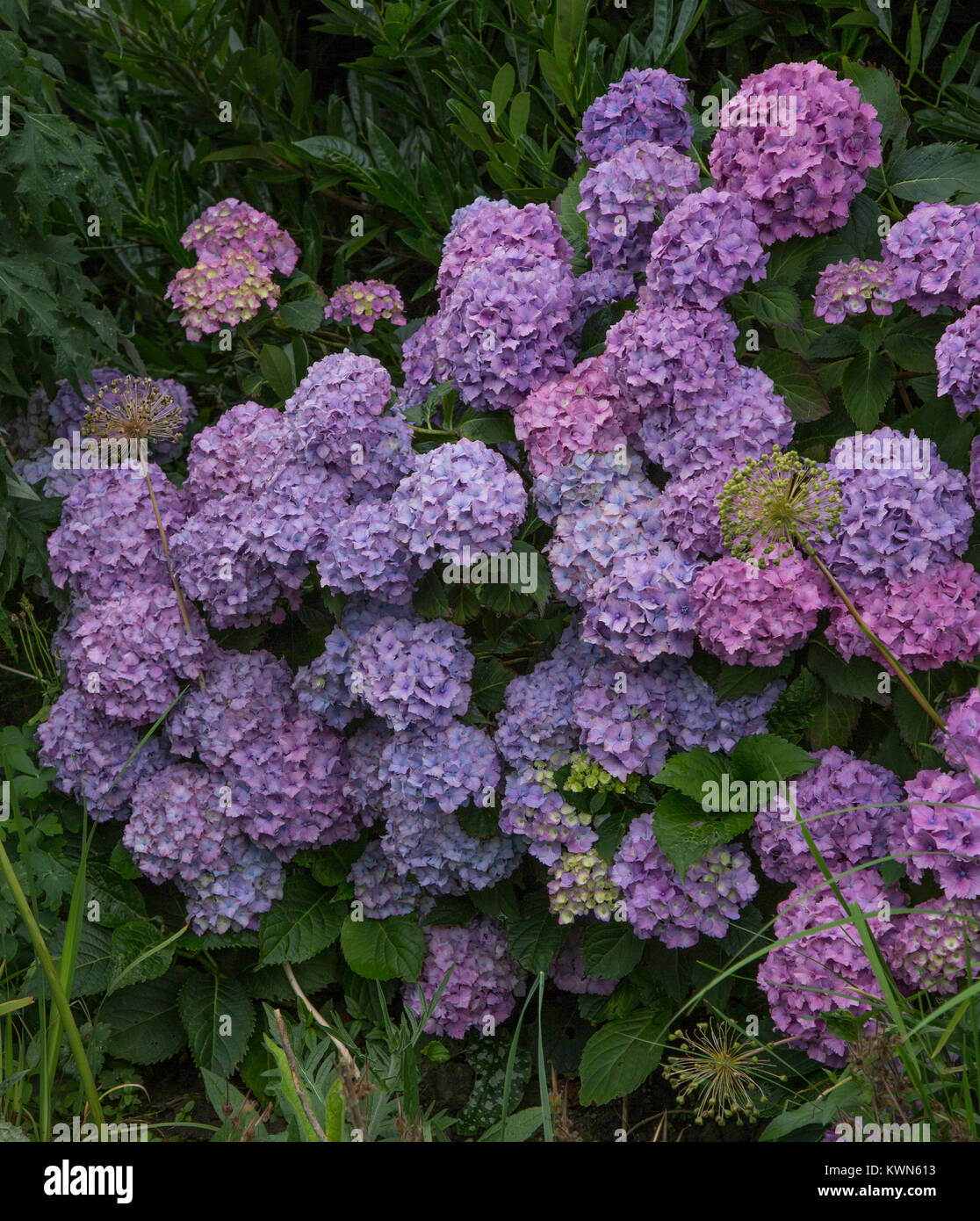 Mop head flowers hires stock photography and images Alamy