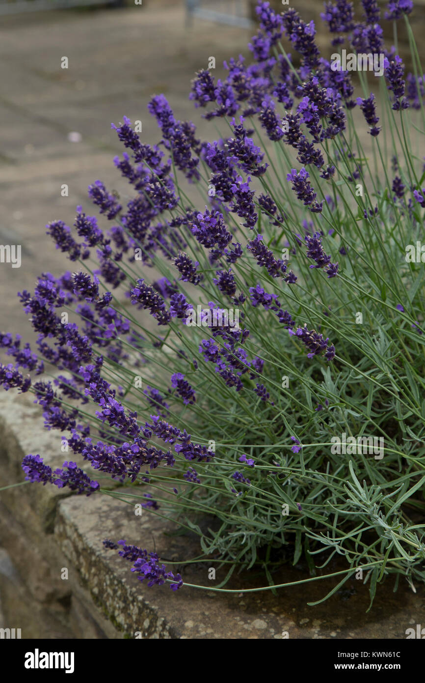French lavender plant in bloom growing in a raised bed Stock Photo Alamy