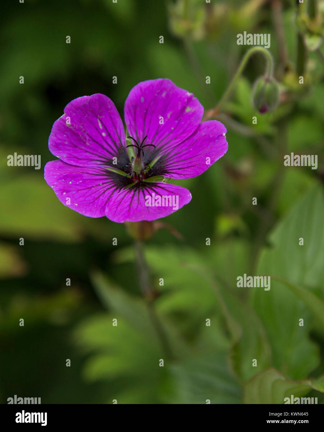 Hardy Geranium 'Ann Folkard' flower close up. Stock Photo